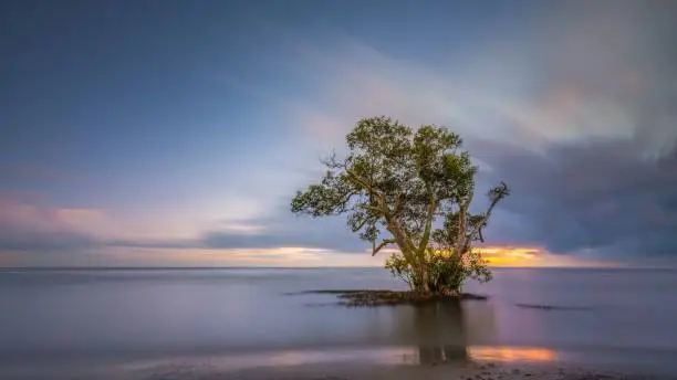 A lone tree at the Nudge Beach Brisbane Queensland