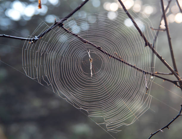 istock Victims of a spider in a web on a Bush 1441586038