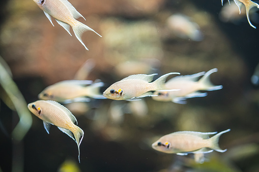 A closeup shot of a school of African cichlid fish swimming underwater