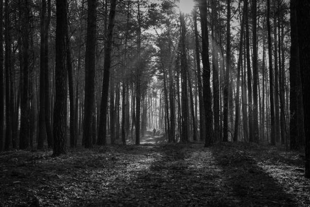 istock Grayscale shot of a walking trail through a gloomy forest 1441586652