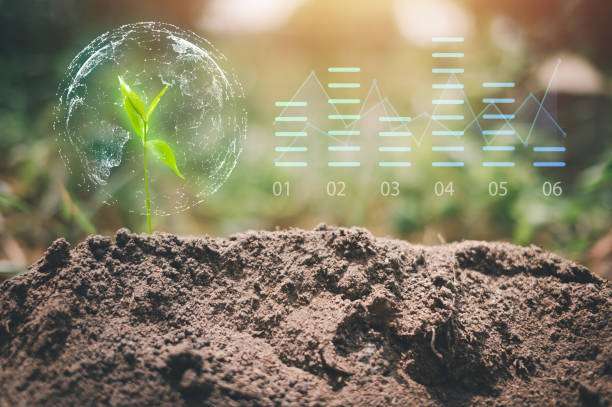 istock Tree seed growing under the sunlight - green world and earth day concept 1441586723
