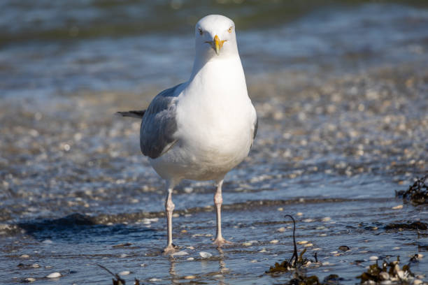 istock Closeup of a silver gull on the beach 1441586740