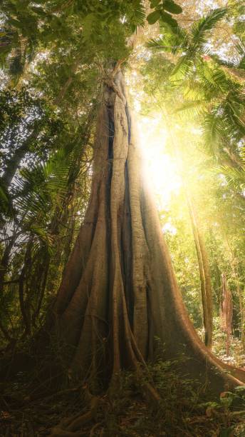 istock Vertical low angle shot of majestic tree in forest 1441587061