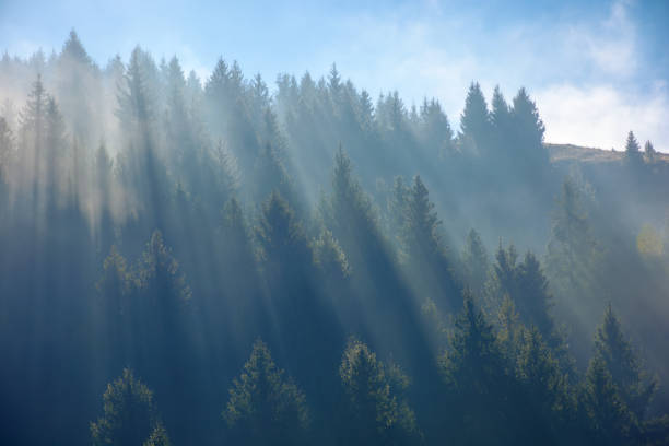 istock sunny morning in the misty forest on the hill 1441587410