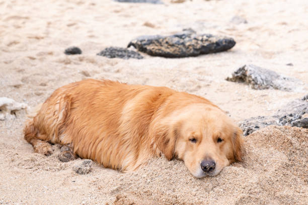 istock big wet dog resting on the beach 1441589216