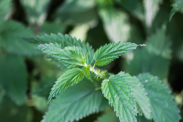 istock Bush of stinging-nettles. 1441589263