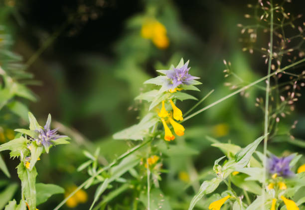 istock Flower Melampyrum nemorosum. 1441589627