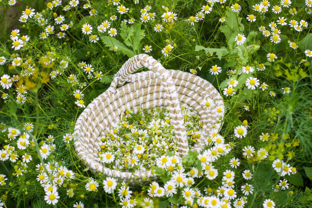 istock Chamomile flowers in a basket outdoors. 1441590467