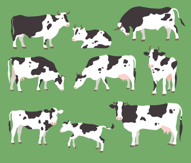 Set of grazing cows, bulls and their cubs isolated on a green background Collection of vector illustration of grazing cows and bulls with calves on green grass herd of cows stock illustrations