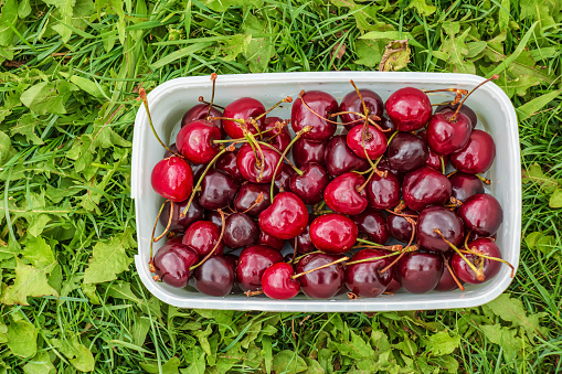 Fresh harvest of berries on a background of green grass. Freshly picked cherry in a container on the grass.