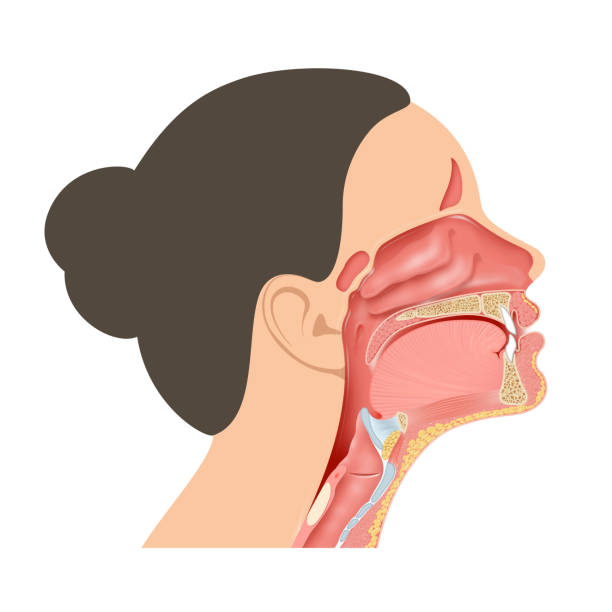 ilustraciones, imágenes clip art, dibujos animados e iconos de stock de ilustración de estructuras anatómicas que rodean la faringe - boca humana