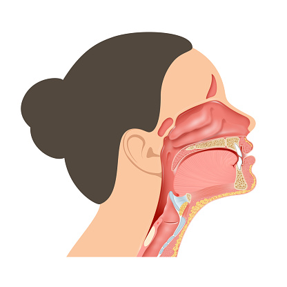 The pharynx, commonly called the throat, is a muscular, funnel-shaped passageway inside the body. It connects the mouth and nose to the esophagus (leading to the stomach) and larynx (leading to the trachea and then lungs)