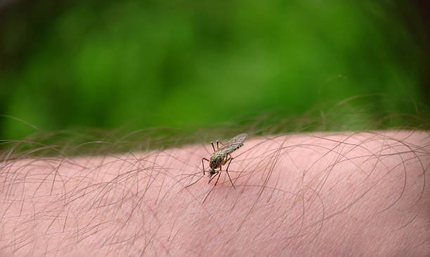 istock Background image a mosquito landed on a man's leg 1441594280