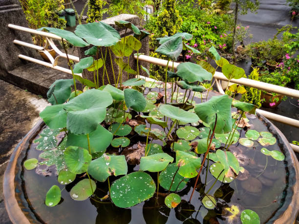 lotuspflanze wird hässlich. - lotus root water lotus plant stock-fotos und bilder