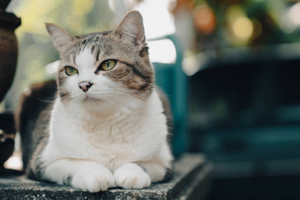 istock Portrait of relaxed cat. 1441596465