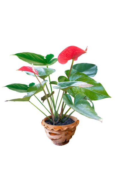 istock Flower pot and Green tree decoration isolated on white background. 1441596504