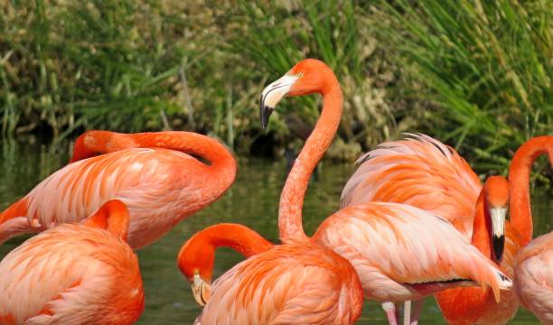 istock Pink flamingos in the pond 1441596560