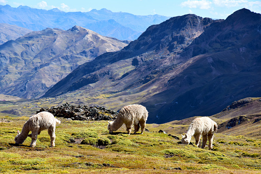 Alpacas grazing in a valley near the Vilcanota mountain range in the Cusco region, Peru