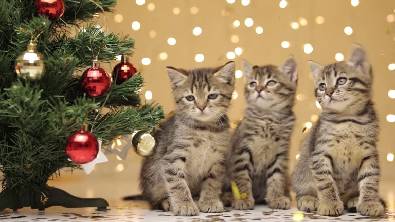 Three gray striped kittens are sitting amicably in a row next to the Christmas tree