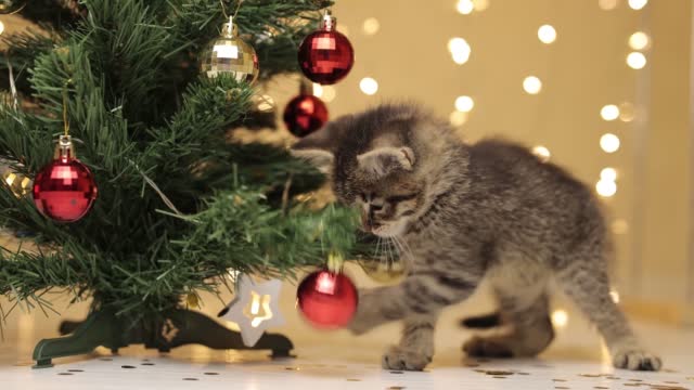 The cat plays with decorative red glass balls, next to the Christmas tree