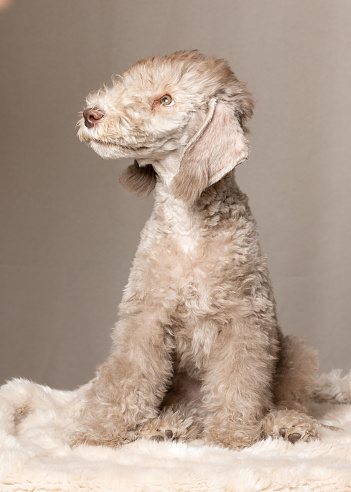 Cute liver-colored Bedlington Terrier puppy sits on a fur bed on a beige background