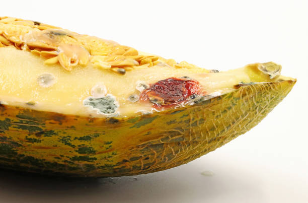 A melon spoiled by fungi and bacteria