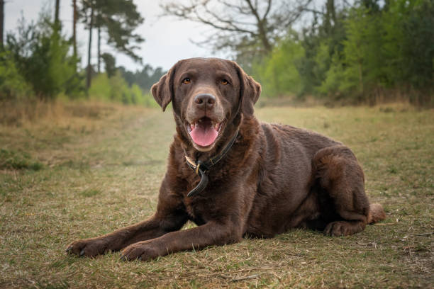 istock Chocolate Brown Labrador laying down close up looking at the camera in a forest 1441600026