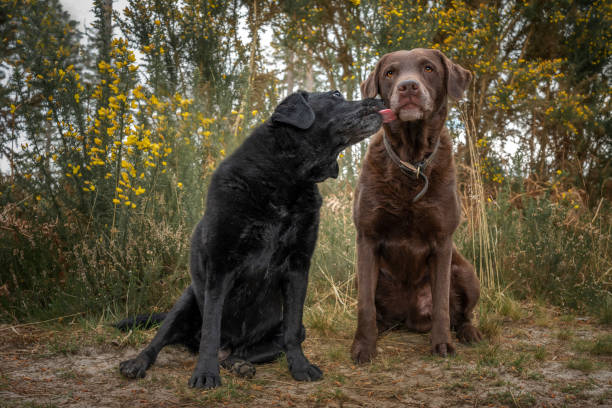 istock Black Labrador sitting and licking a Brown Labrador in the forest 1441600095