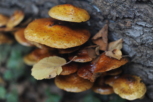 Wild brown mushroom fungus growing on a tree trunk in a forest or wood for medical use in autumn in Europe