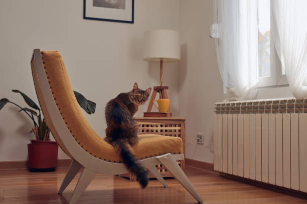 istock Domestic cat warming on a chair near radiator. 1441601162