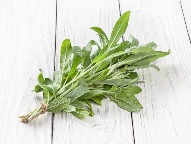istock Bunch of fresh sage on white wooden background 1441601981