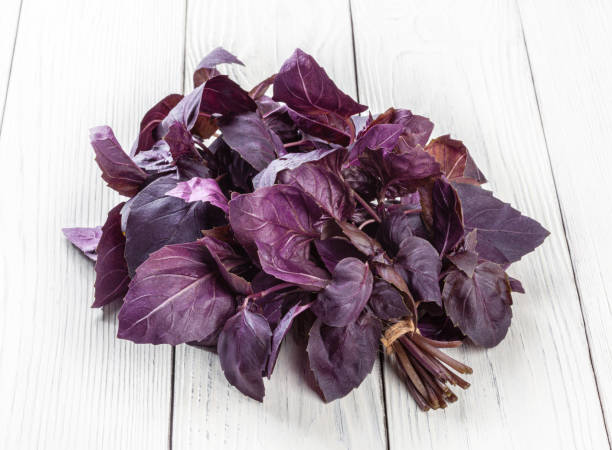 istock Fresh purple basil leaves on white wooden background 1441601983