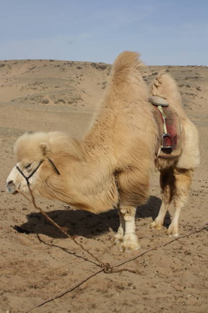 bactrian camel in the barren chuun bogd valley, gobi desert in umnugovi region, mongolia. - journey camel travel desert imagens e fotografias de stock