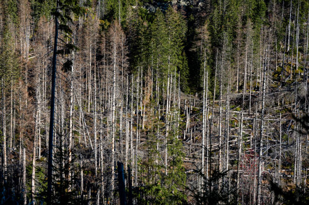 istock Dead spruce forest destroyed by air pollution and bark beetles. Tatra Mountains, Slovakia. 1441605405