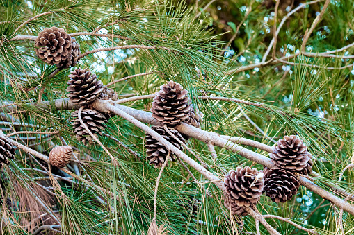 Photo depicting a bright evergreen pine three with a new small green cones. Little tiny cute colorful new fir-tree cone growth on the brunch, springtime. Macro, close up view.