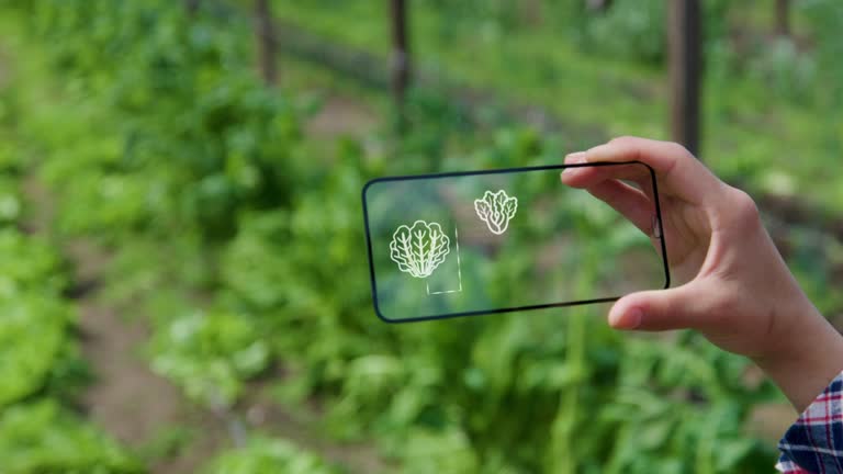 Unrecognizable person holding a smart transparent screen showing growth percentages, temperature and information at a lettuce crop