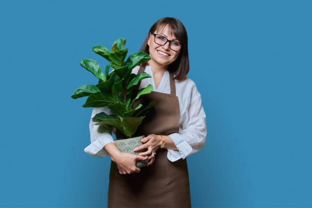 Woman in apron with potted plant, on blue background stock photo