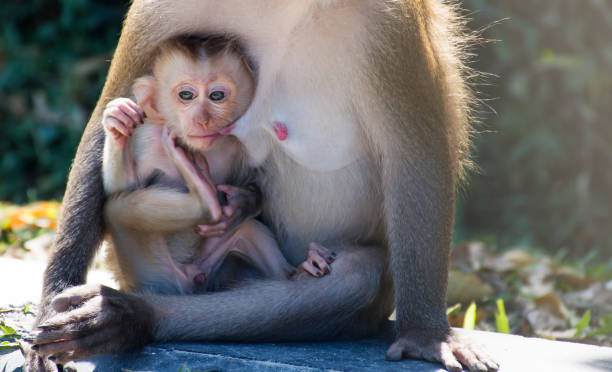 istock Baby monkey is feeding the mother milk. 1441608668