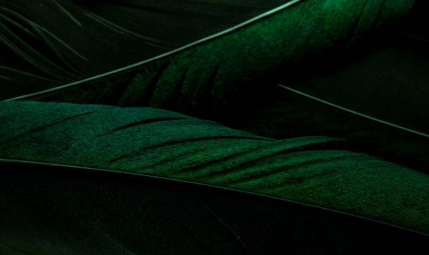 istock bird magpies feather, green background 1441611151