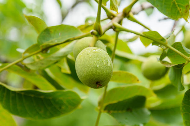 noci verdi mature sull'albero. - walnut tree foto e immagini stock