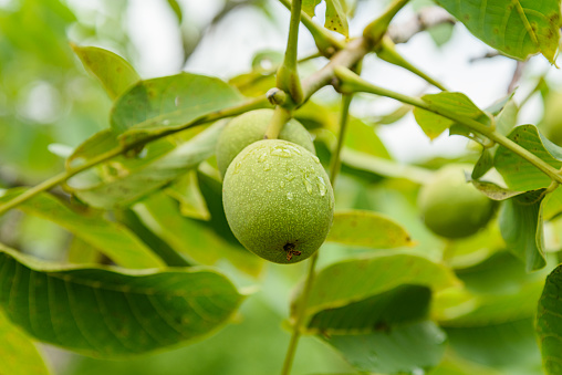 Green ripe walnuts on tree.