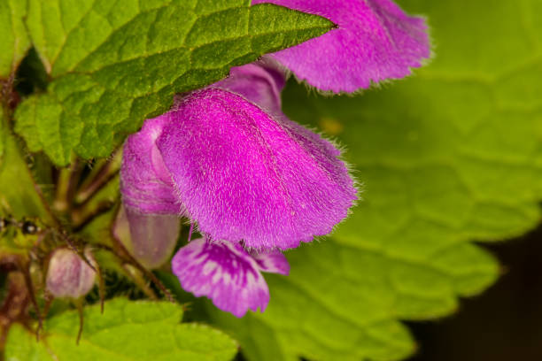It blooms in nature deaf nettle purple (Lamium purpureum)