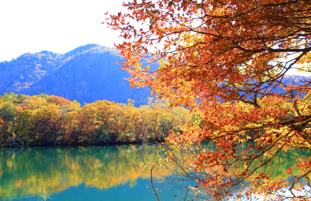 istock Shiga Kogen Maruike autumn leaves 1441611447