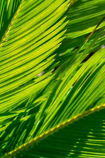Bright green palm leaves in sunlight background