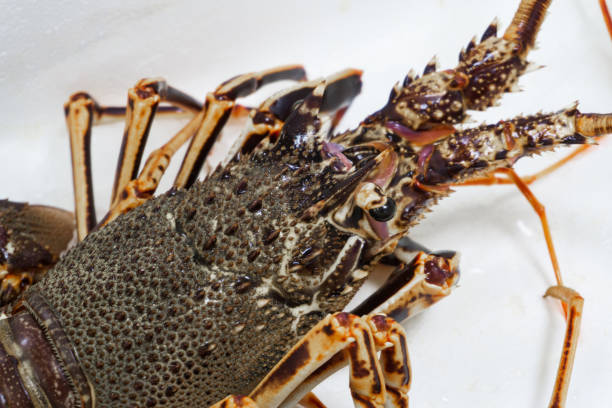 istock Live spiny lobster on a white background 1441611701