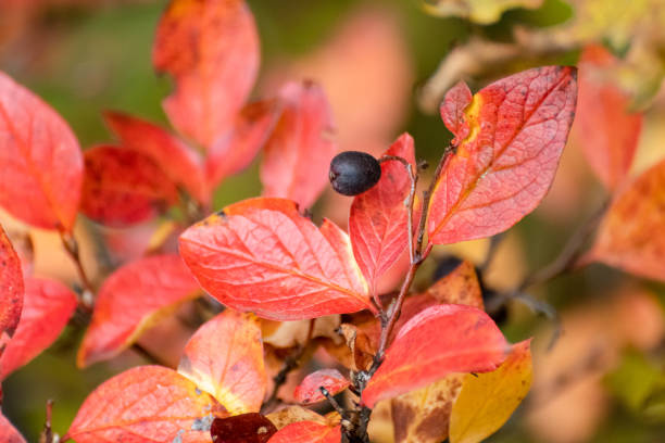 istock Autumn red vibrant leaves with berries close-up 1441612290