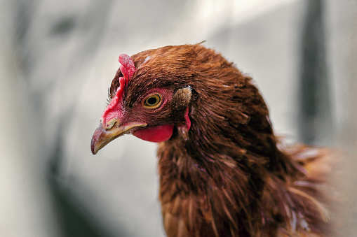 Chicken head. A red chicken head on a blurry background. The red hen looks into the camera. Selective focus.