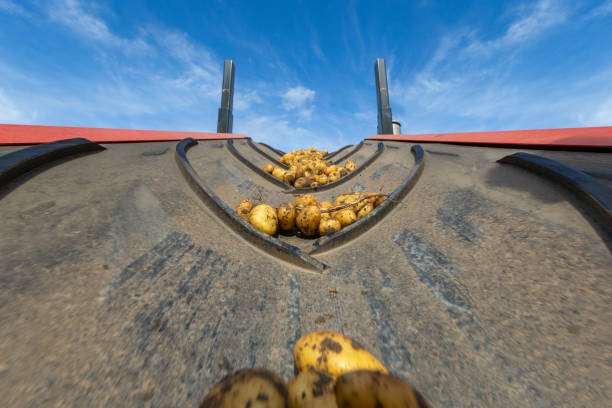 Fresh harvested potatoes transported on conveyor belt. After the belt the potatoes are selected on size.