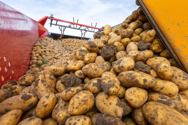 istock Potatoes in loading truck just harvested 1441617267