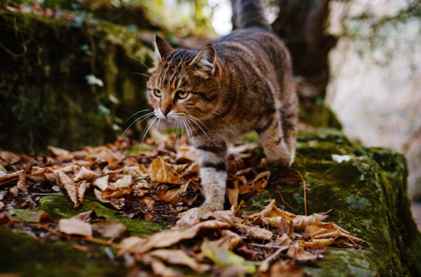 istock A Siberian tabby cat exploring the autumn forest 1441617738